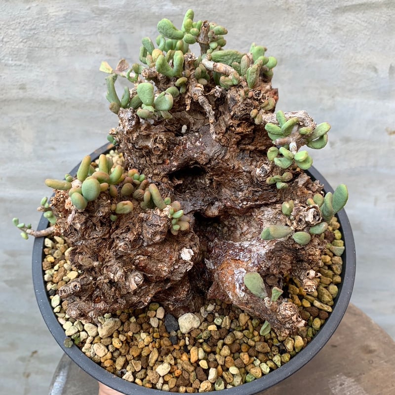 Viterbo オペルクリカリア パキプス ナローリーフ 塊根植物 Viterbo オペルクリカリア パキプス ナローリーフ 塊根植物