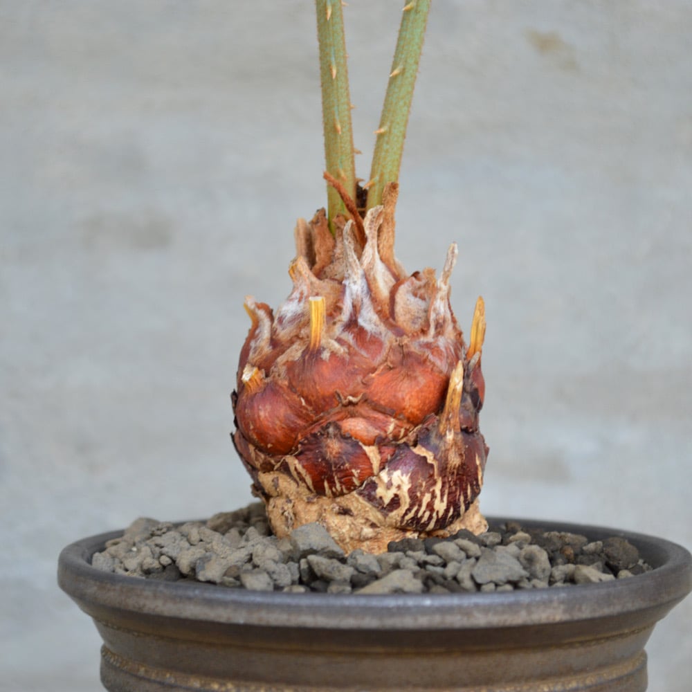 植物×鉢】サイカス カイルンシアナ x 保田修作 陶器鉢 | A-PLANTS|塊根