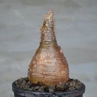 ペラルゴニウム・ミラビレ　現地球　発根済　鉢付 fit=scale-down,w=1200