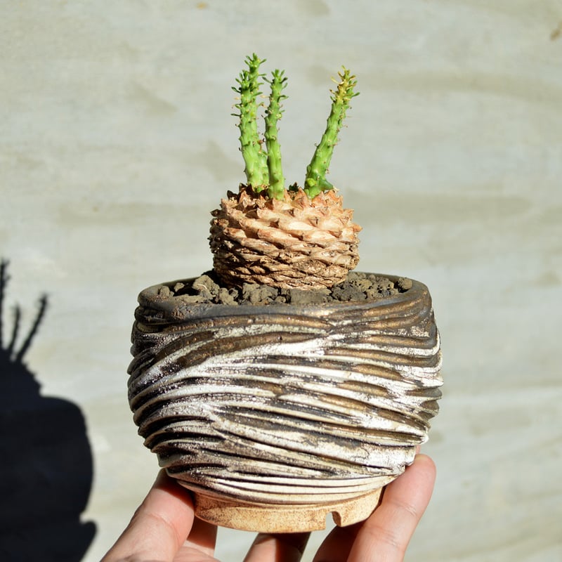 植物×鉢】ユーフォルビア ゴルゴニス | A-PLANTS|塊根植物販売