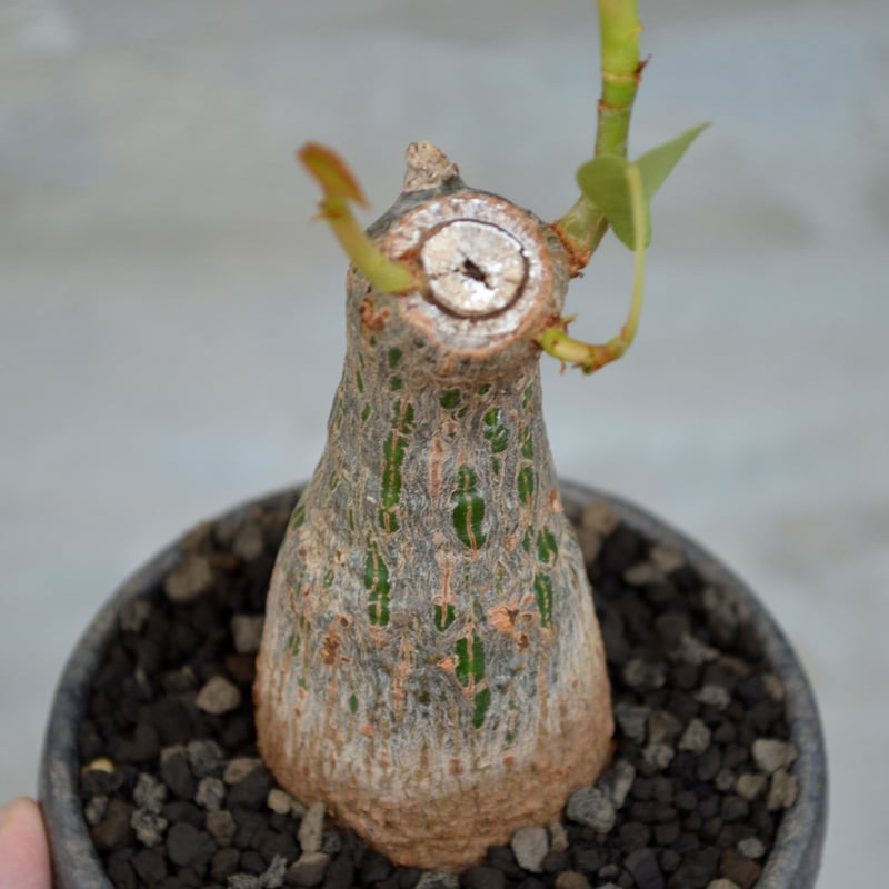 植物 x 鉢】プセウドボンバックス エリプティクム 実生株 × 陶器鉢 | A