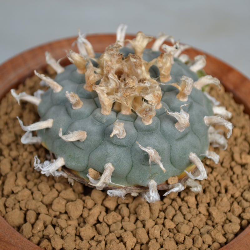 植物×鉢】サボテンロフォフォラ ウイリアムシー 烏羽玉 × ICHIGU 木製
