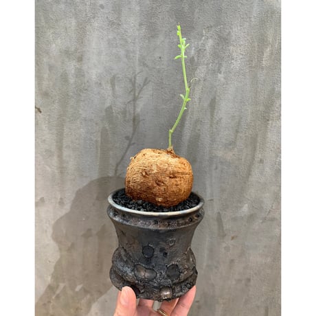 【植物×鉢】タリナム カフルム ×usagi ceramic 陶器鉢 塊根植物 コーデックス  多肉植物