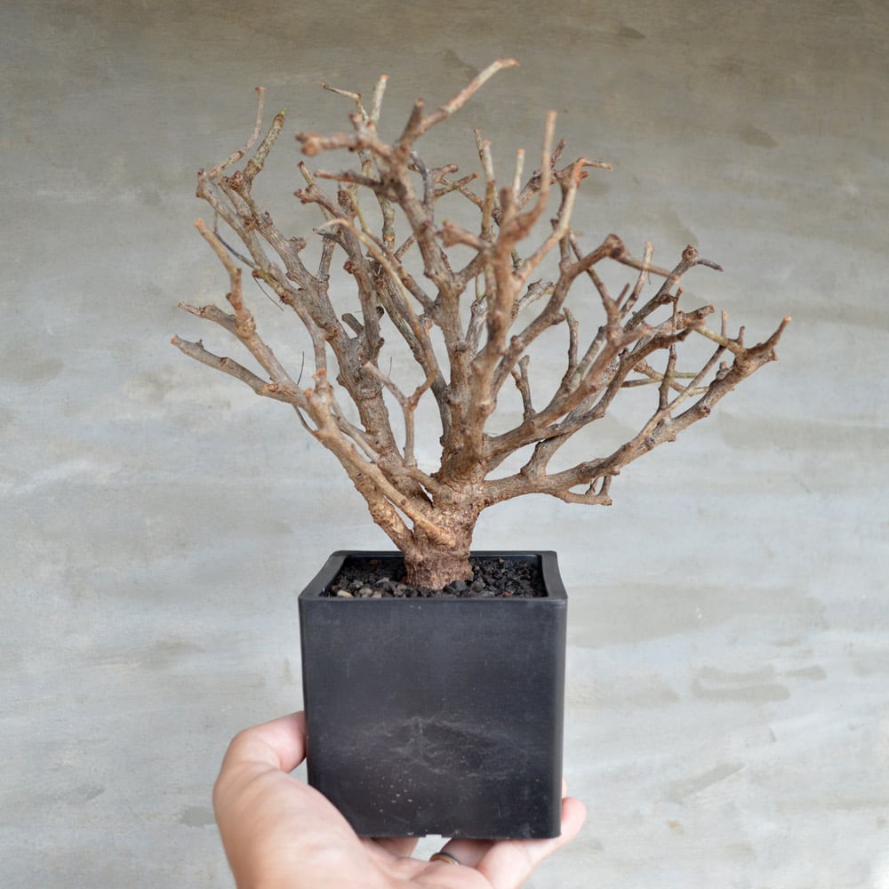 植物】センナ メリディオナリス 良型実生株 <2> | A-PLANTS|塊根