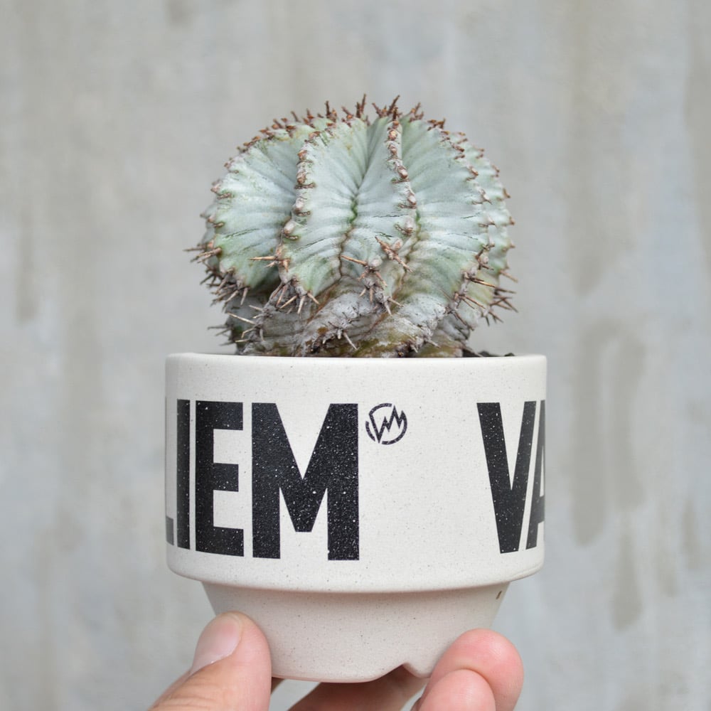 植物×鉢】ユーフォルビア ホリダ 白肌 超美株 ×Valiem ネーム 植物×鉢】ユーフォルビア ホリダ 白肌 超美株 ×Valiem ネーム