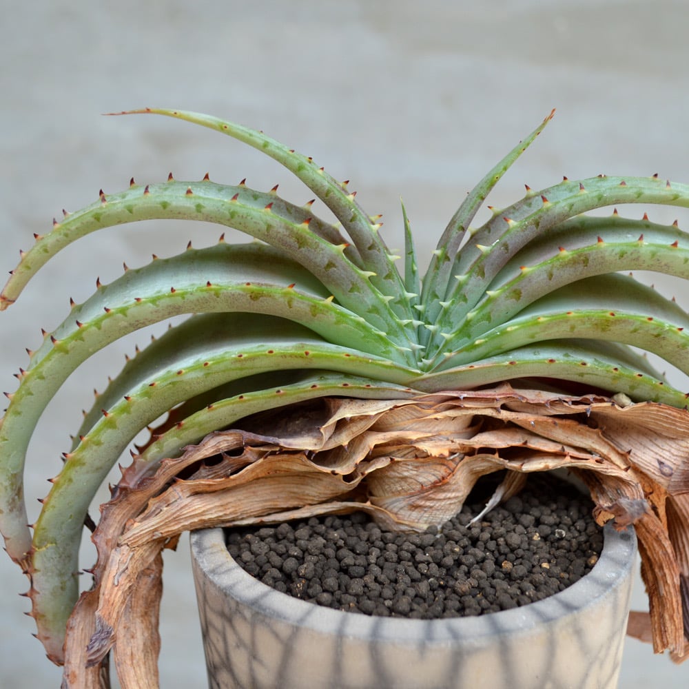 Aloe Suprafoliata:アロエ・スプラフォリアータ | 自然の贈り物