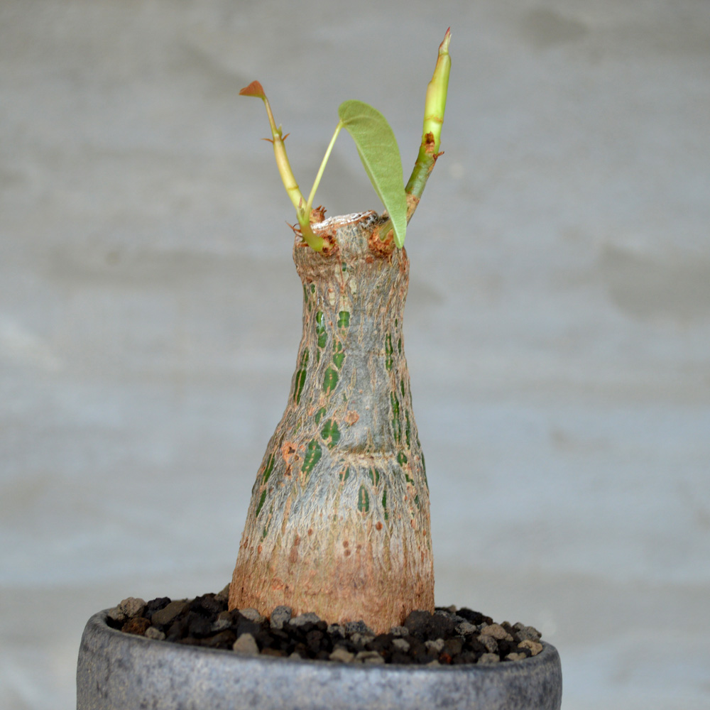 ボンバックス　エリプティクム　実生 （鉢付き) 植物 x 鉢】プセウドボンバックス エリプティクム 実生株 × 陶器鉢 | A