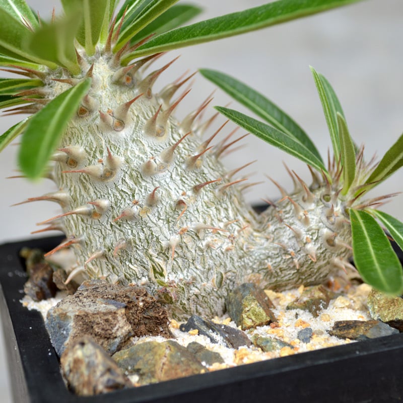 植物】パキポディウム デンシフローラム × グラキリス 良型実生 植物】パキポディウム デンシフローラム × グラキリス 良型実生