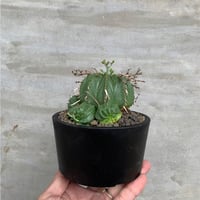 植物×鉢】ペラルゴニウム ミラビレ 現地球 大株 発根済み