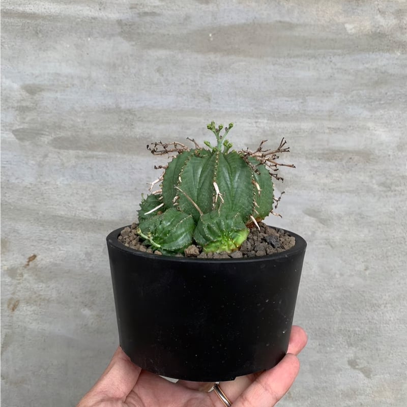 植物】ユーフォルビア バリダ メス プラ鉢植え込み | A-PLANTS|塊根