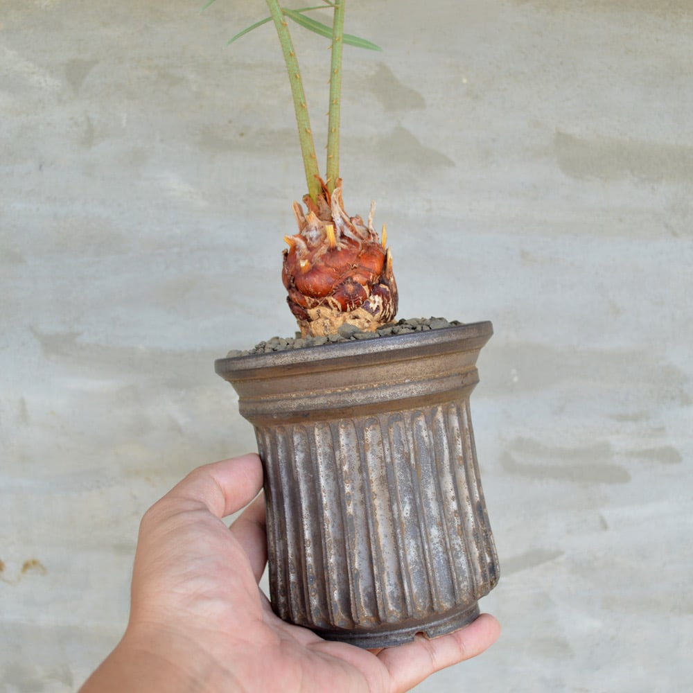植物×鉢】サイカス カイルンシアナ x 保田修作 陶器鉢 | A 植物×鉢】サイカス カイルンシアナ x 保田修作 陶器鉢 | A