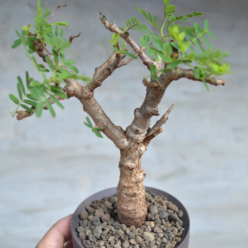 植物×鉢】センナ メリディオナリス コンパクトサイズ タイ実生株