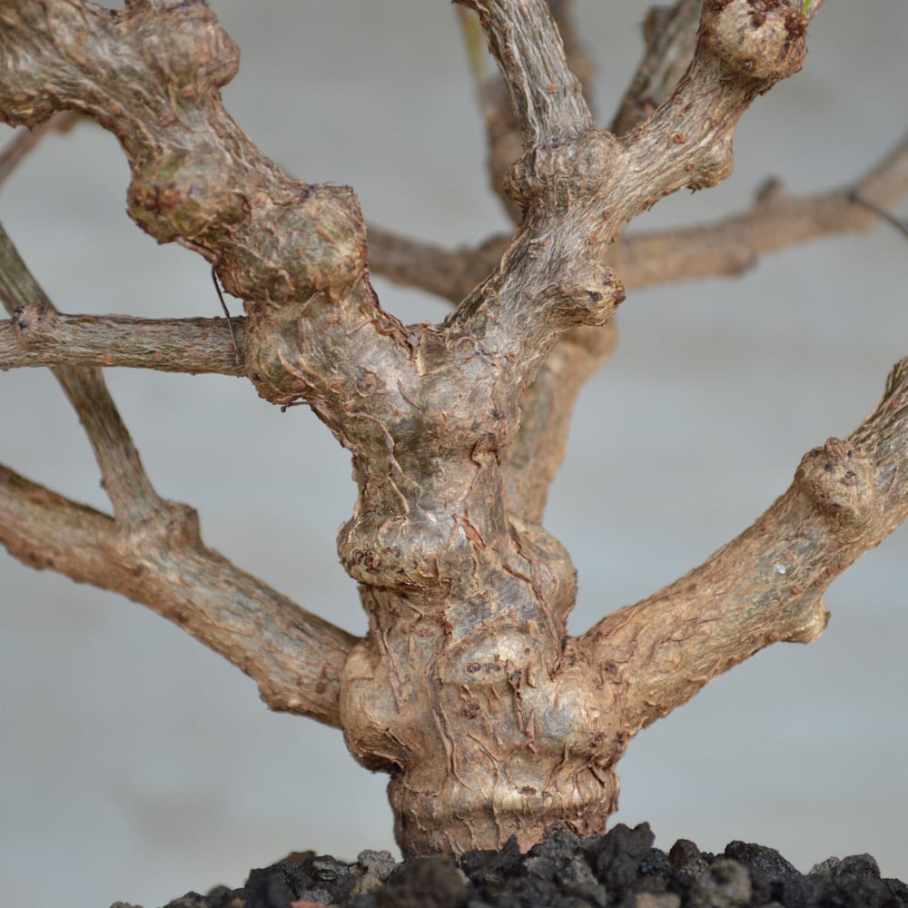 大株❗️センナメリディオナリス　タグ付き❗️美塊根部 植物】センナ メリディオナリス 良型実生株 <3> | A-PLANTS|塊根植物販売