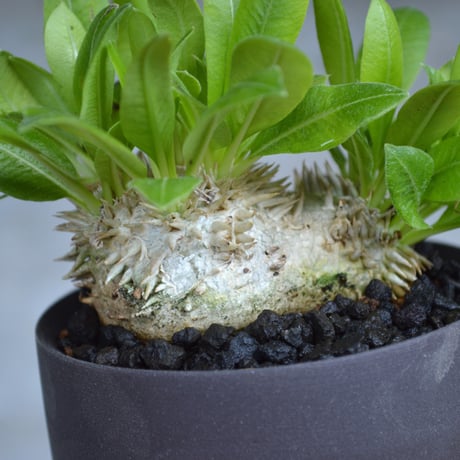 CATEGORY pachypodium パキポディウム | A-PLANTS|塊根植物販売 CATEGORY pachypodium パキポディウム | A-PLANTS|塊根植物販売