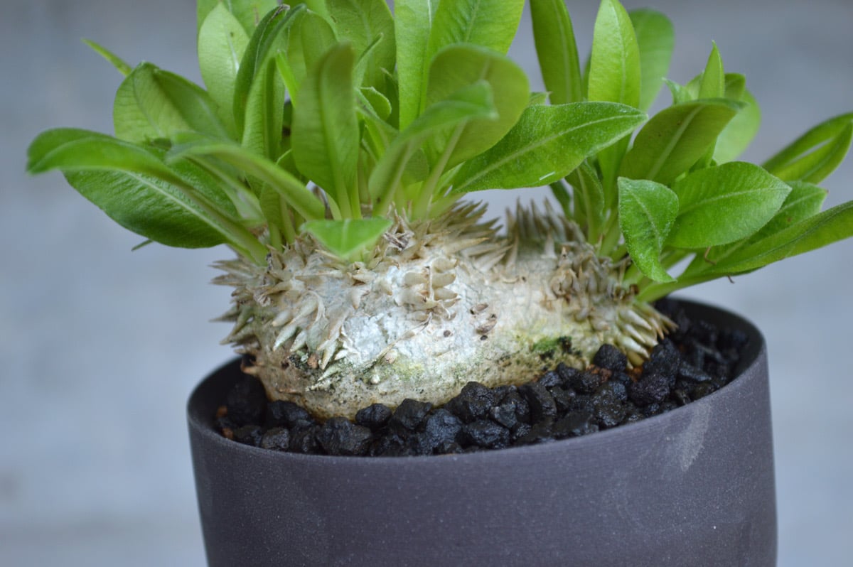 植物 × 鉢 】パキポディウム ブレビカウレ × Valiem GHOST（BOWL / S