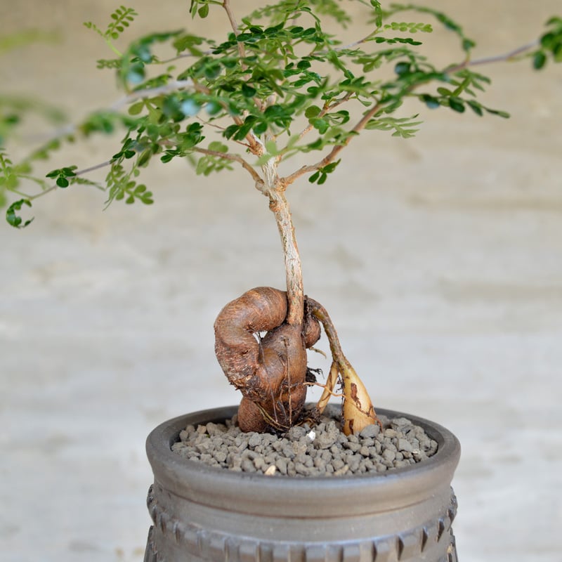 植物×鉢】オペルクリカリア パキプス 実生株 × 保田修作 陶作鉢 植物×鉢】オペルクリカリア パキプス 実生株 × 保田修作 陶作鉢