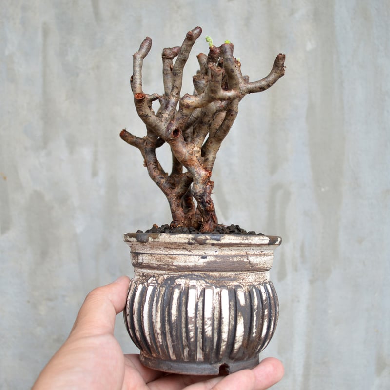 【今週限定価格！現地球・発根済み】ペラルゴニウム・ミラビレ 保田修作氏鉢 植物×鉢】ぺラルゴ二ウム ミラビレ 現地株 発根済み × 保田修作