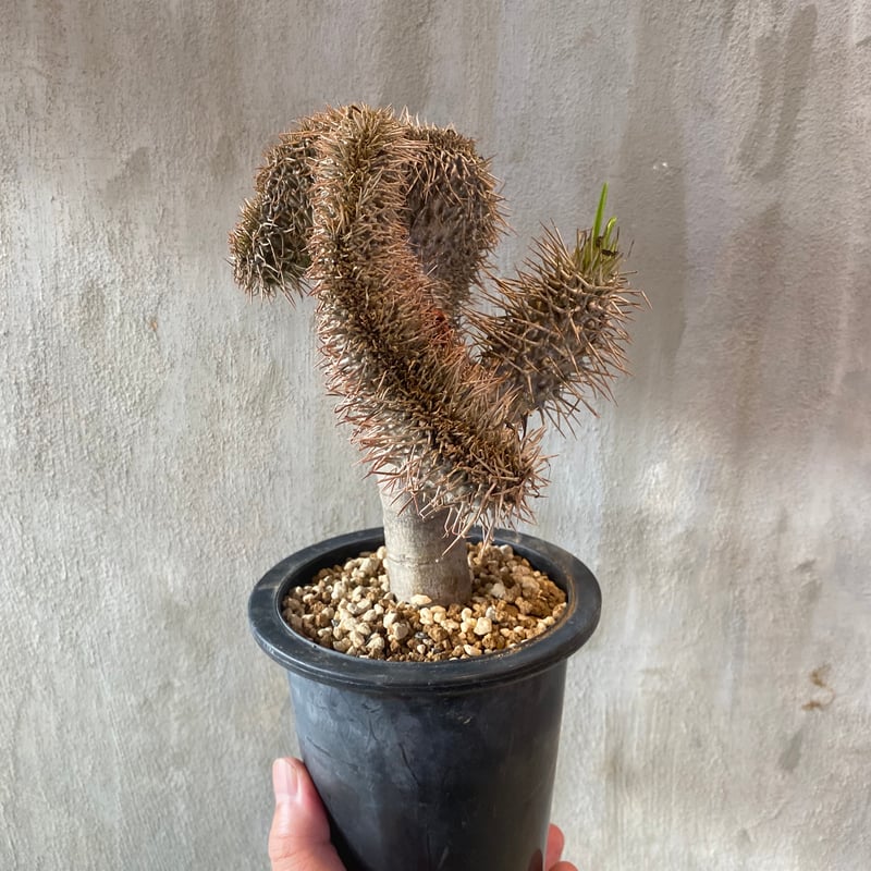 植物】パキポディウム ラメリー クリスタータ 接木 タイ実生株 1