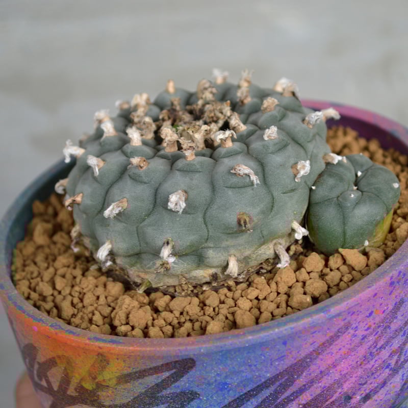 一弘正方鉢 正角（正方形）の鉢販売｜盆栽鉢の盆栽妙 – 盆栽妙 本店