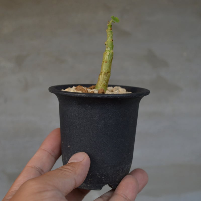 植物】 【ランダム配送】 ドルステニア ジプソフィラ | A-PLANTS