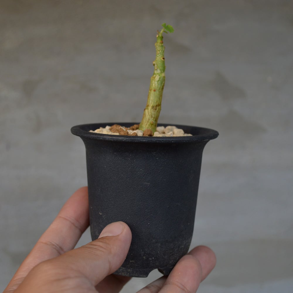 植物】 【ランダム配送】 ドルステニア ジプソフィラ | A-PLANTS 植物】 【ランダム配送】 ドルステニア ジプソフィラ | A-PLANTS