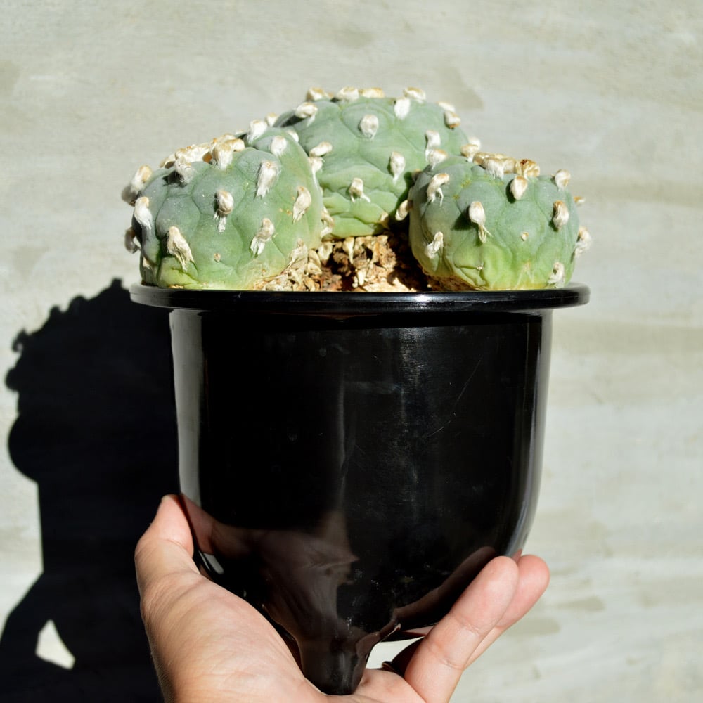 極美株 ロフォフォラ 銀冠玉 群生 輸入多毛銀冠玉大群生 | Cactus Green