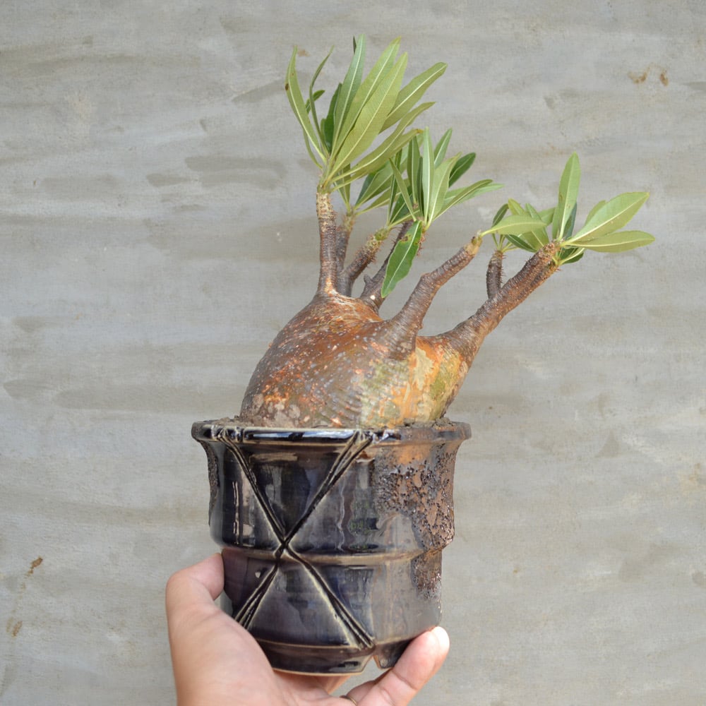 植物×鉢】パキポディウム グラキリス 現地球 発根済み × Wild 植物×鉢】パキポディウム グラキリス 現地球 発根済み × Wild