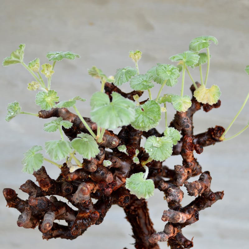 植物】ぺラルゴ二ウム ミラビレ 現地株 発根済み | A-PLANTS