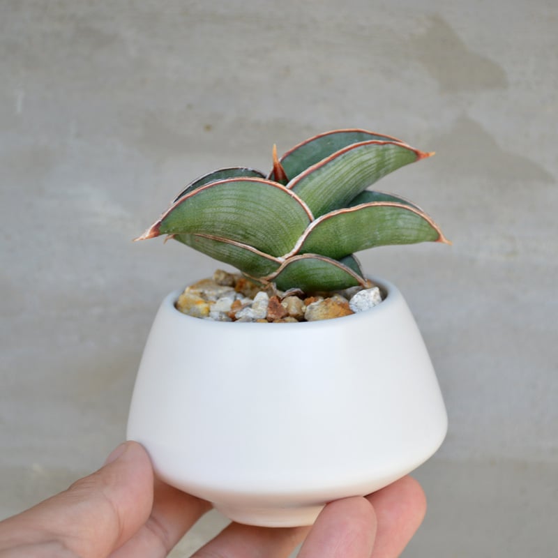 植物】サンスベリア ロリダ タイ実生株 | A-PLANTS|塊根植物販売 植物】サンスベリア ロリダ タイ実生株 | A-PLANTS|塊根植物販売