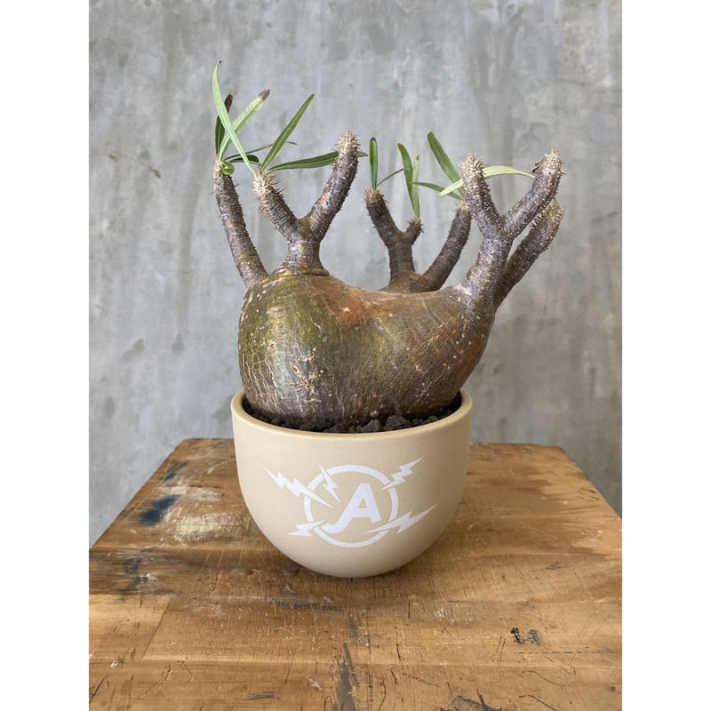 VALIEM バリエム 植木鉢 XS 【公式通販】