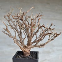 パキポディウム　ビスピノーサム　現地球　発根株　（鉢付き） パキポディウム ビスピノーサム 【現地球/発根済み】HK2401316