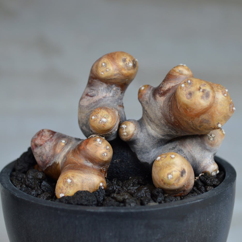 美株　オトンナ　カカリオイデス　現地球 植物] オトンナ カカリオイデス 現地球 発根済 | A-PLANTS|塊根植物販売