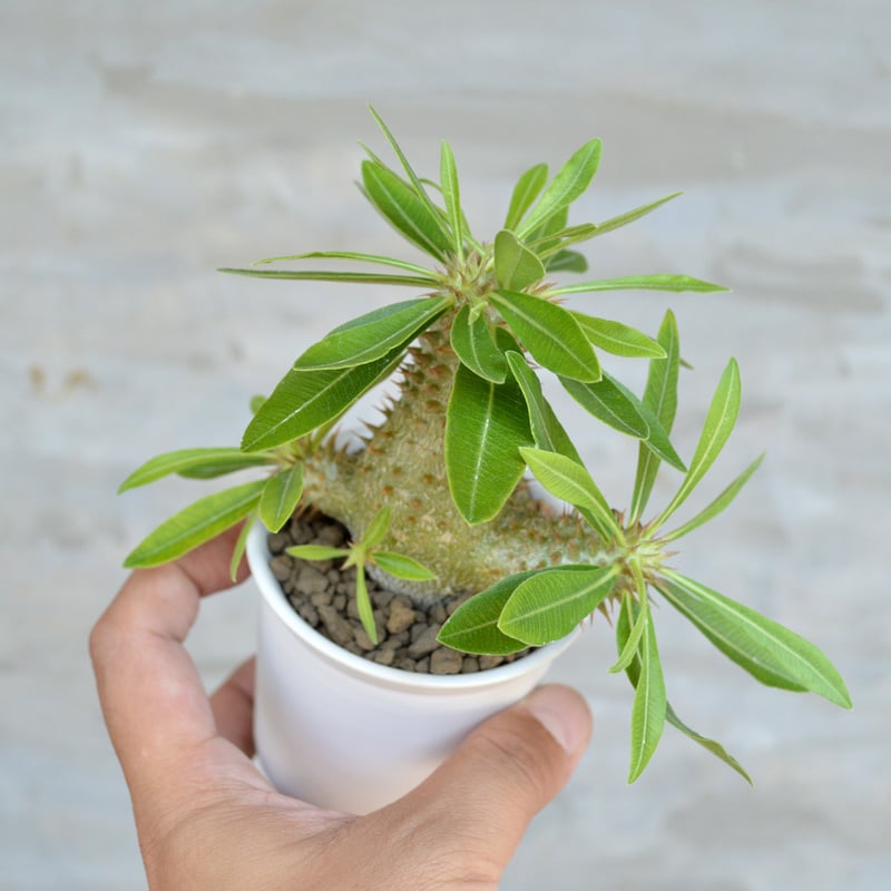 植物】パキポディウム デンシフローラム × グラキリス 国内実生株 陶器