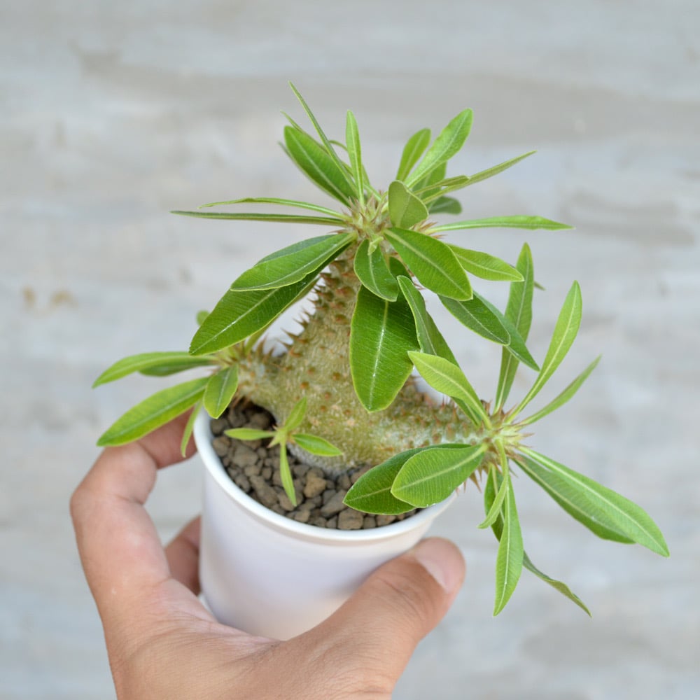 XXL SIZE 植木鉢 作家鉢 パキポディウム グラキリス デンシフローラム XXL SIZE 植木鉢 作家鉢 パキポディウム グラキリス デンシフローラム