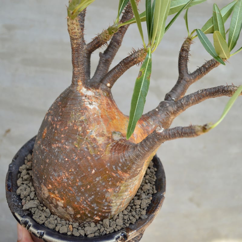 植物×鉢】パキポディウム グラキリス 現地球 発根済み × Wild 植物×鉢】パキポディウム グラキリス 現地球 発根済み × Wild