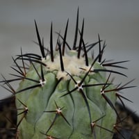 植物×鉢】ペラルゴニウム ミラビレ 現地球 大株 発根済み
