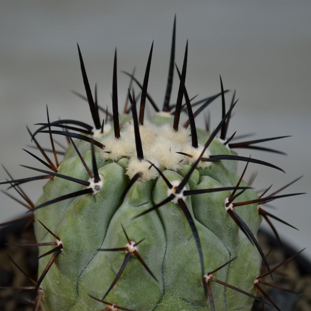 植物】サボテン コピアポア シネレア 黒王丸 実生株 | A-PLANTS 植物】サボテン コピアポア シネレア 黒王丸 実生株 | A-PLANTS