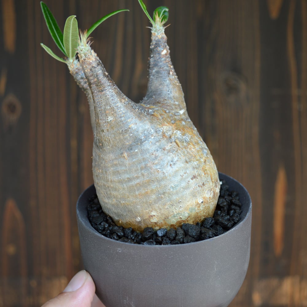 手乗りグラキリス パキポディウム グラキリス 【発根済】塊根植物 作家