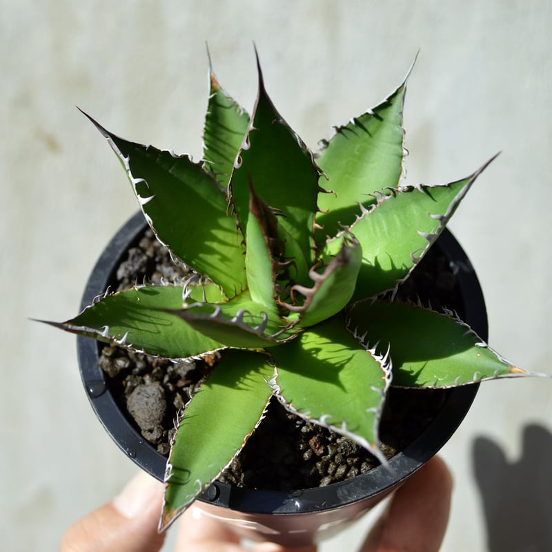 植物×鉢】 【ランダム配送】 アガベ ホリダ × プラスチック 植物×鉢】 【ランダム配送】 アガベ ホリダ × プラスチック