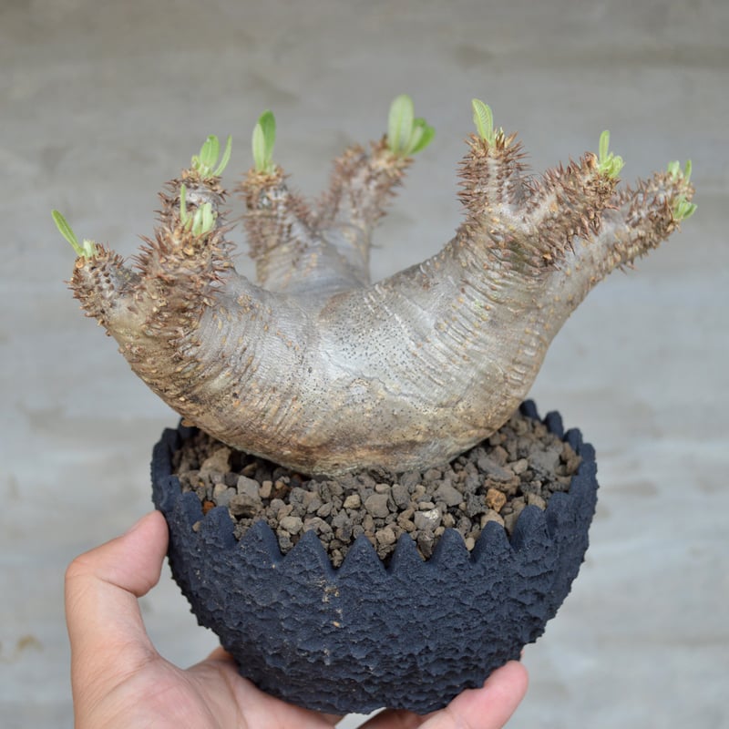 植物×鉢] パキポディウム エブレネウム × left botanical | A-PLA