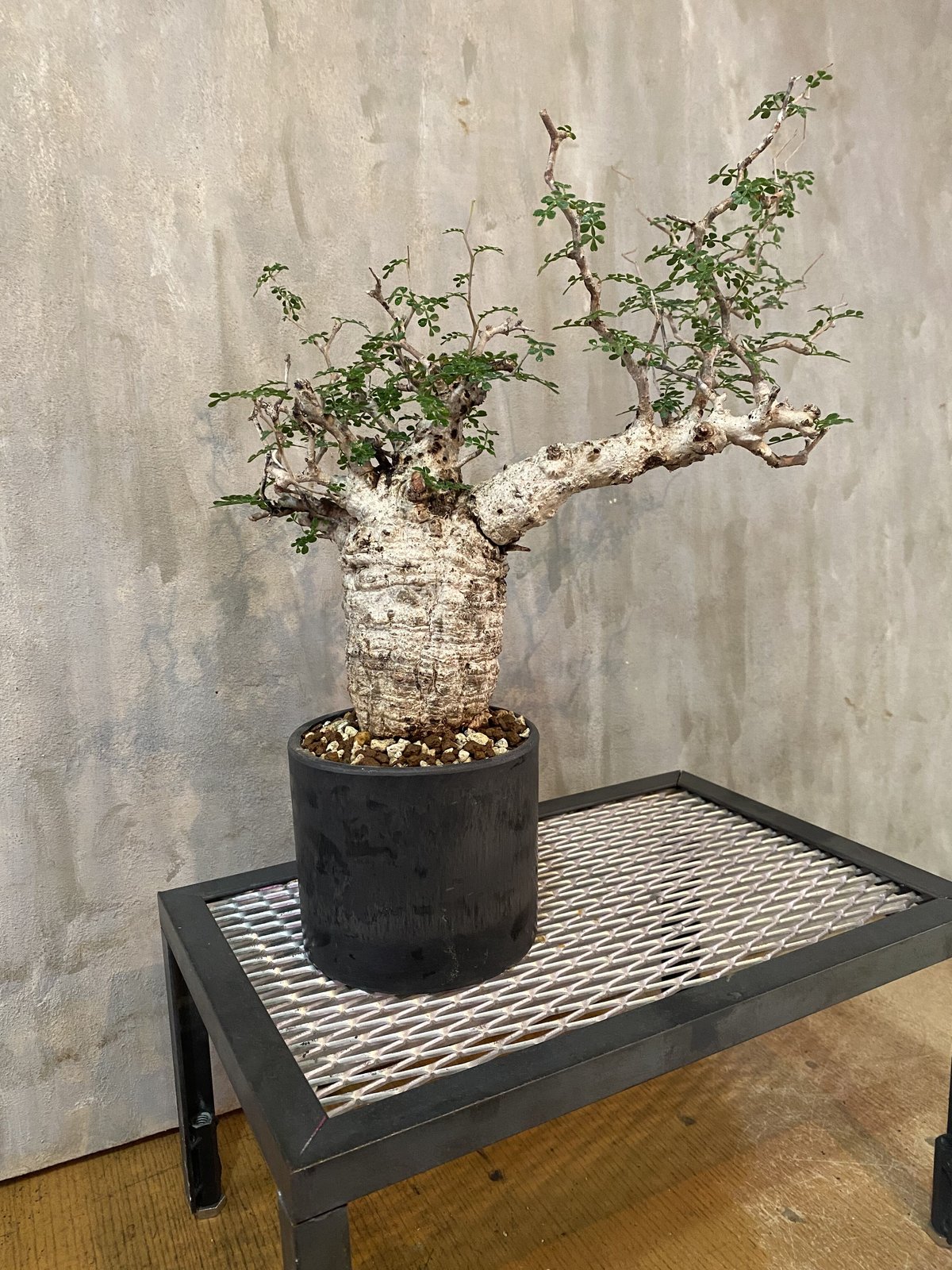 植物】オペルクリカリア パキプス 発根済み マダガスカル現地球 塊根 ... Pergia オペルクリカリアパキプス 原種 コーデックス 塊根植物