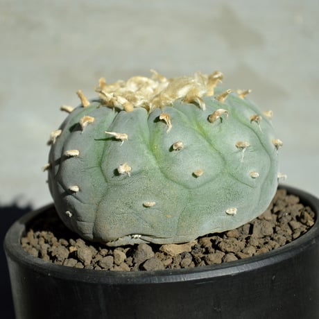 さ653 XLサイズ 植木鉢 PLANT HUNTER 陶器 ぎょうぎょうしく 検 さ653 XLサイズ 植木鉢 PLANT HUNTER 陶器 ぎょうぎょうしく 検