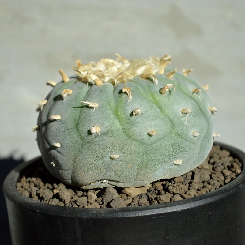 サボテン 銀冠玉綴化 実生 サボテン 銀冠玉綴化 実生