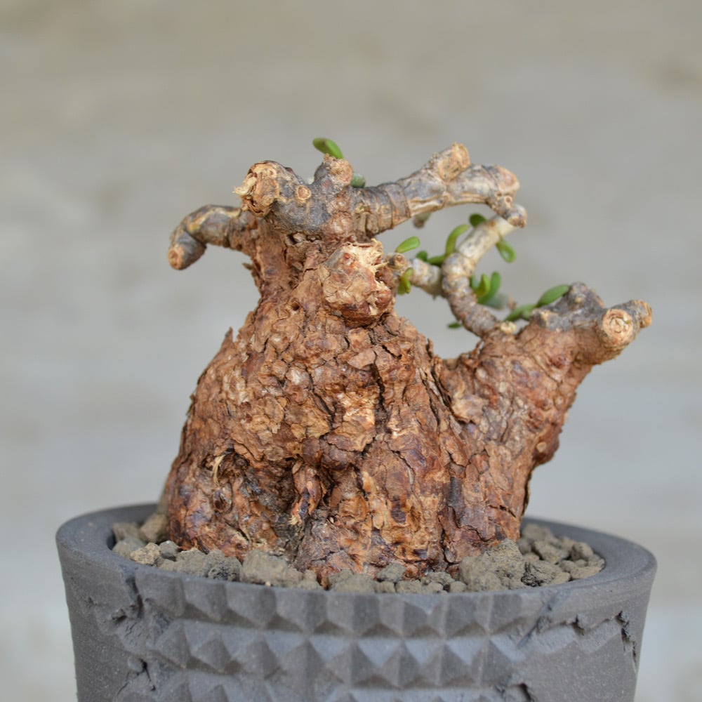 植物×鉢】ケラリア ピグマエア 現地球 発根済み × pep 0131 RYO
