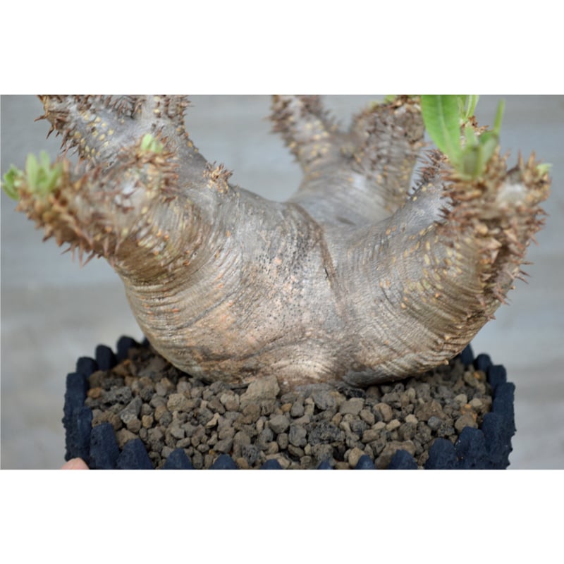 植物×鉢] パキポディウム エブレネウム × left botanical | A-PLA