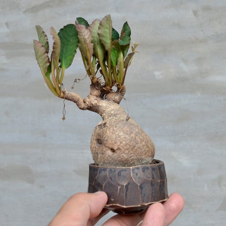 CATEGORY 植物×作家鉢 【植え込み済み】 | A-PLANTS|塊根植物販売 CATEGORY 植物×作家鉢 【植え込み済み】 | A-PLANTS|塊根植物販売