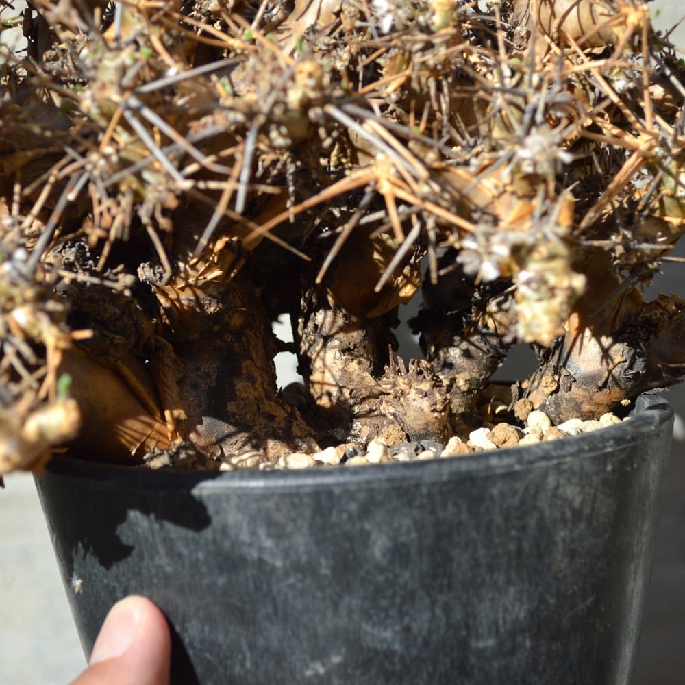 植物】オトンナ ユーフォルビオイデス 現地球 発根済み | A 植物】オトンナ ユーフォルビオイデス 現地球 発根済み | A
