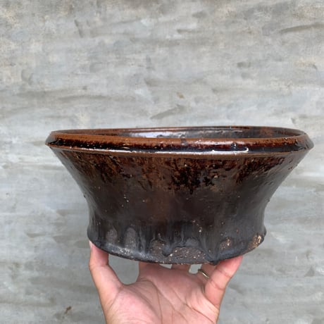 CATEGORY 姫野翔太 | A-PLANTS|塊根植物販売 CATEGORY 姫野翔太 | A-PLANTS|塊根植物販売