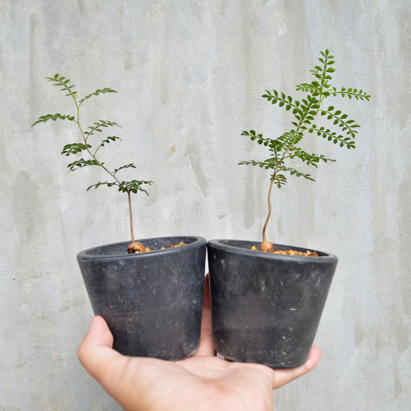 植物】 【ランダム配送】 オペルクリカリア パキプス 実生株 | A-PLANTS|塊根植物販売