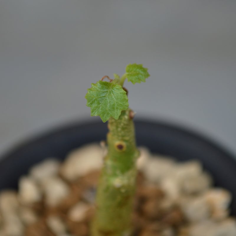 植物】 【ランダム配送】 ドルステニア ジプソフィラ | A-PLANTS|塊根